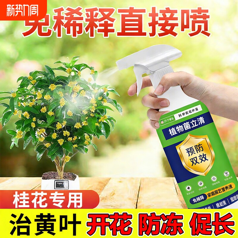 桂花病桂花树专用肥料杀菌剂营养液叶子焦尖通用型养花浓缩开花