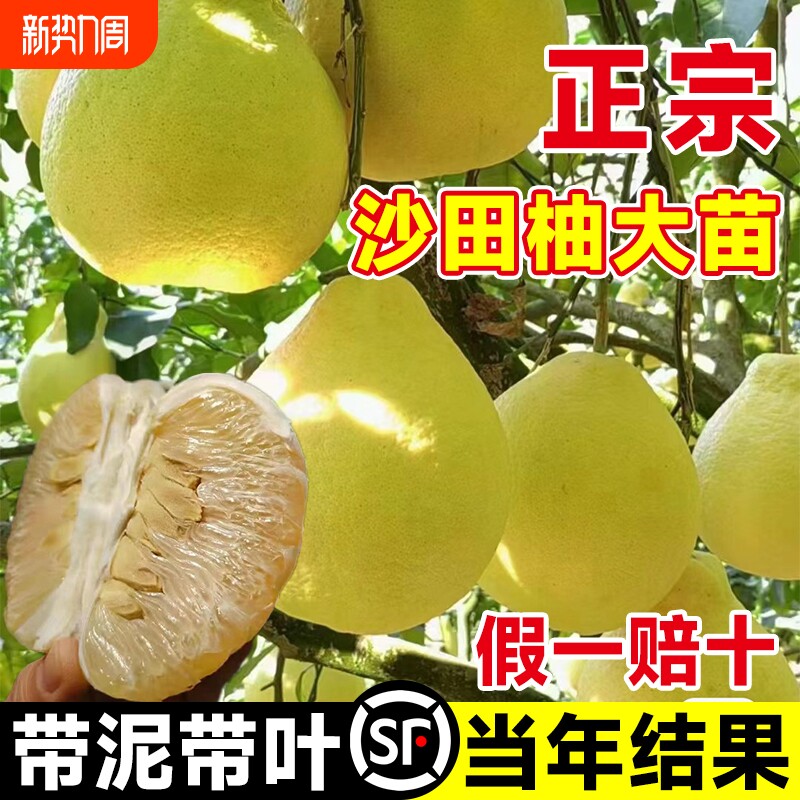 广西容县沙田柚子树苗正宗红心蜜柚嫁接盆栽果树果苗四季耐寒大苗