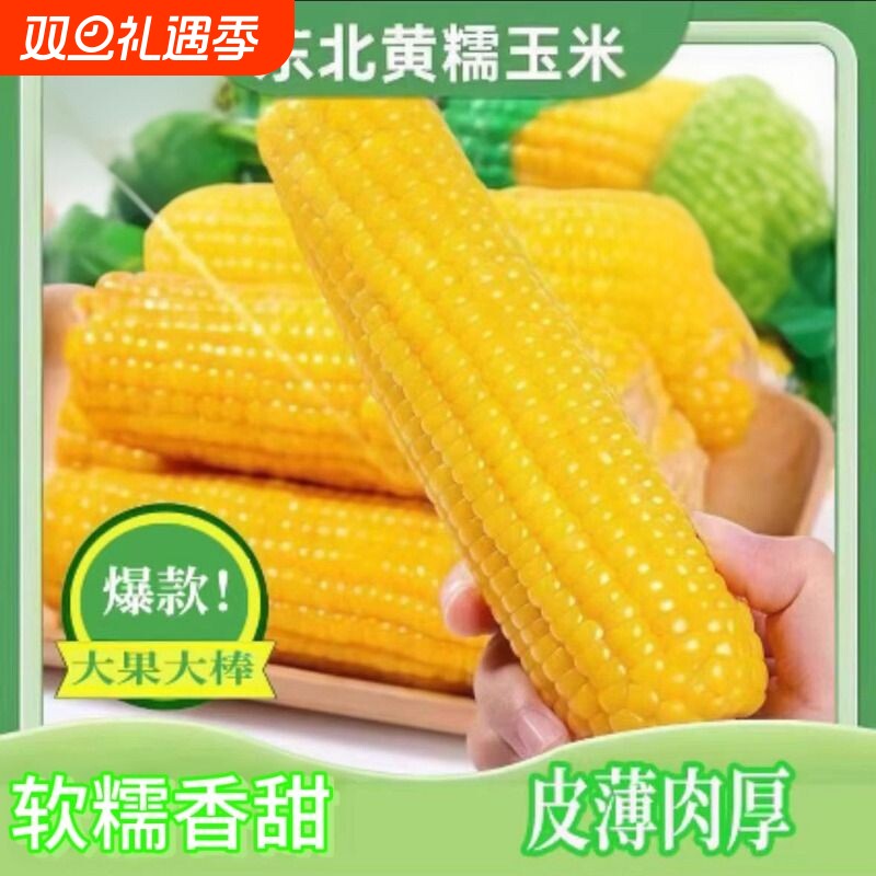 当季新黄糯玉米正宗东北黄糯玉米棒苞米真空包装黄粘玉米加热早餐