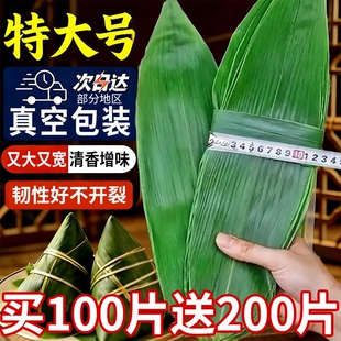 粽叶新鲜粽子叶特大号包粽子专用粽绳叶端午干叶棕叶商用真空糯米