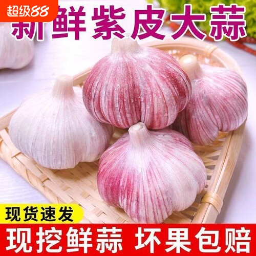 26年新鲜紫皮大蒜腊八蒜多瓣蒜新鲜蒜现挖蒜头泡蒜大蒜头农家自产
