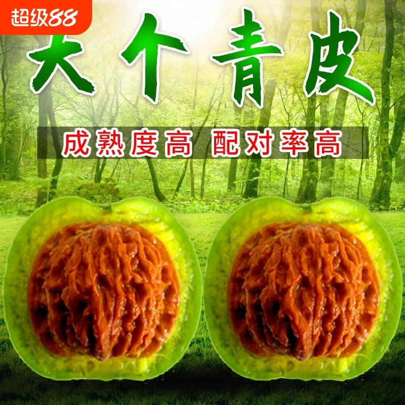 赌青皮文玩核桃大尺寸麒麟纹闷尖