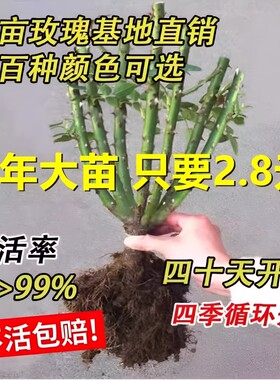 玫瑰花苗老桩盆栽花卉多季节开花