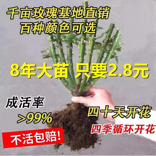 玫瑰花苗老桩盆栽花卉多季节开花