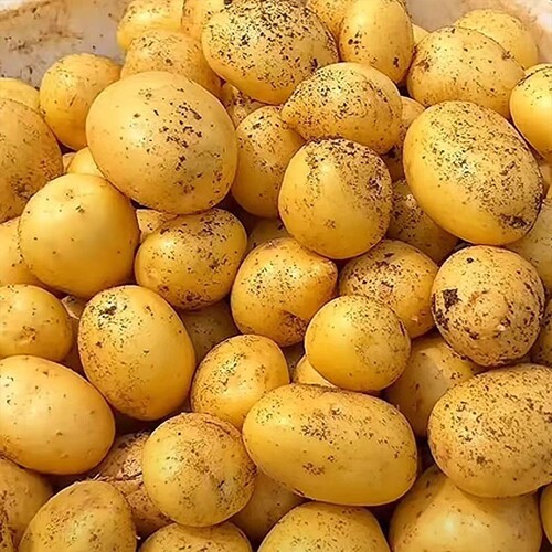 贵州黄心土豆新鲜现挖应季