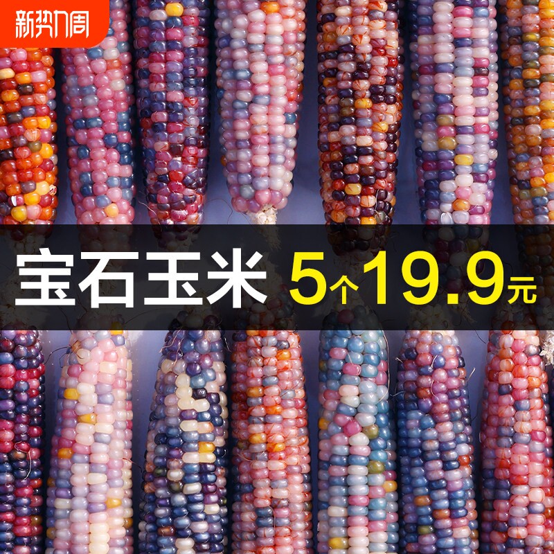 天然文玩小玉米菩提迷你小红玉米文玩玉米车挂风水摆件红苞米盘他