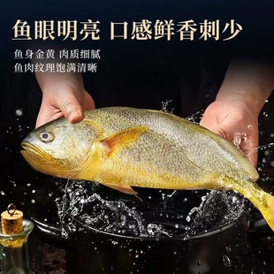新鲜黄花鱼冷冻养殖大黄鱼生鲜海鲜水产小黄鱼海鱼整箱商用鲜活