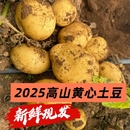正宗甘肃定西沙面土豆现挖黄心马铃薯蔬菜洋芋旱沙地种植新鲜9斤