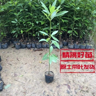 正宗金丝楠木树苗正品南方大树四川小叶桢楠珍稀名贵树苗品种小苗