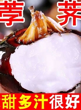 新鲜马蹄果荸荠农家自种新鲜地栗地梨现挖现发水果蔬菜奶香脆甜