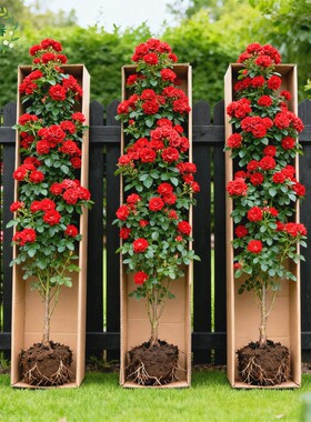 四季红木香爬藤花苗植物无刺蔷薇开花卉庭院大树苗爬墙黄木香老桩
