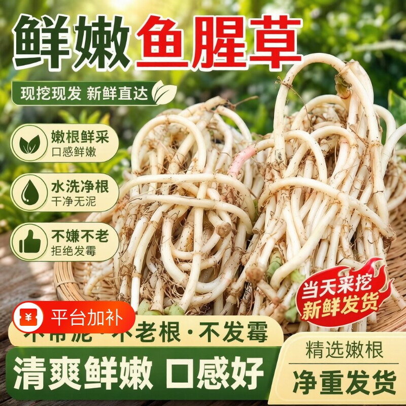 新鲜折耳根鱼腥草现挖嫩根农家节节根猪鼻孔凉拌野菜蔬菜农家自种
