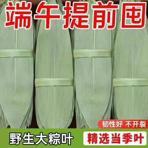 粽子叶粽叶干大号棕叶新鲜包粽子的竹叶子干粽叶商用箬叶材料