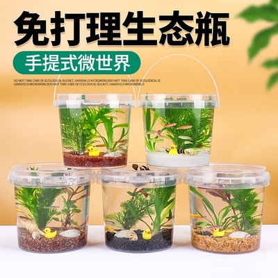 生态瓶微景观DIY小鱼手提塑料淡水冷水观赏鱼虾螺真水草活体学校