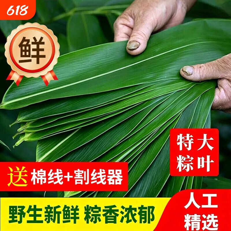 端午节包粽子专用粽叶粽子叶新鲜特大号鲜棕叶粽叶官方旗舰店批发