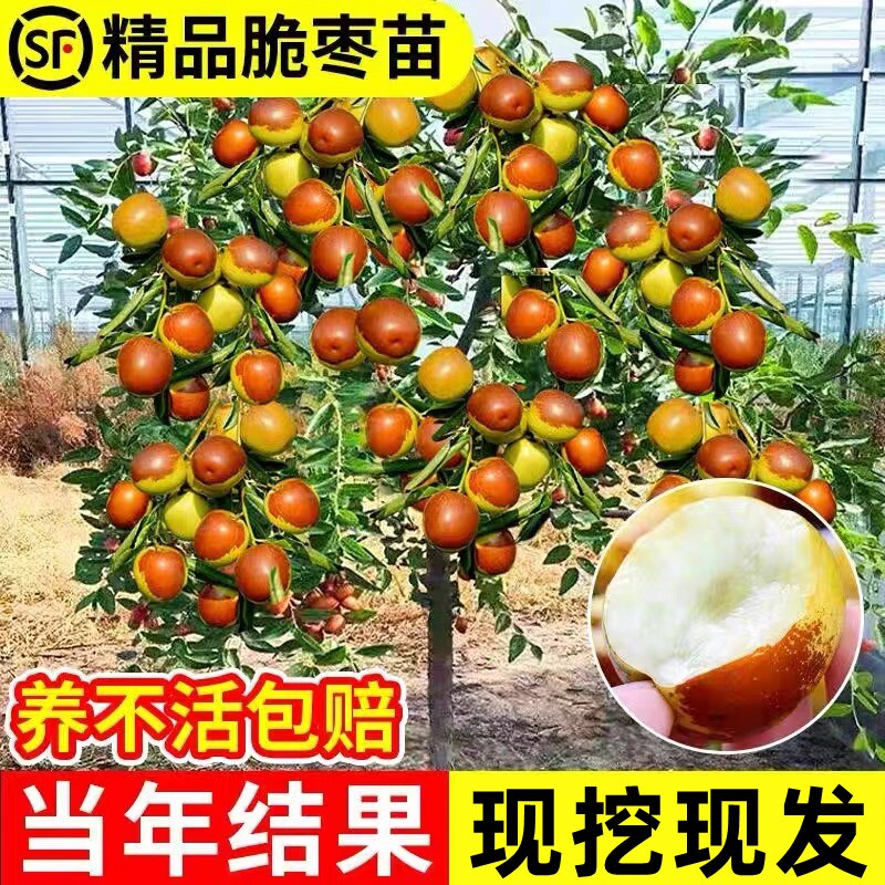 枣树活苗特大冬枣嫁接北方南方种植庭院葫芦果树果苗盆栽红枣桃树