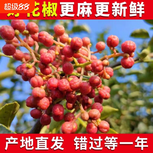 2026新鲜湿花椒陕西红花椒大红袍生特麻香现摘现发嫩1斤食用