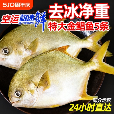 金鲳鱼特大鲳鱼海鱼金昌鱼平鱼银鱼鳊鱼鲜活新鲜冷冻冰鲜顺丰水产