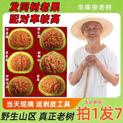 野生文玩核桃精品青皮大尺寸把玩四座楼狮子头官帽苹果园白狮三棱