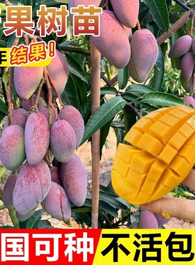 芒果树果苗树苗金煌芒四季芒特嫁接盆栽地栽当年结果南北种植耐寒