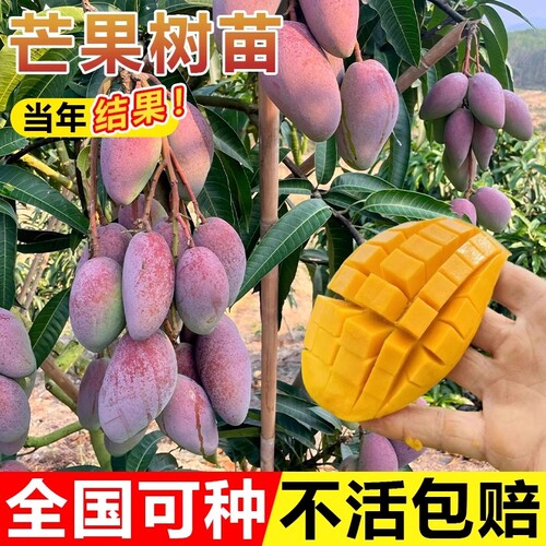 芒果树果苗树苗金煌芒四季芒特嫁接盆栽地栽当年结果南北种植耐寒