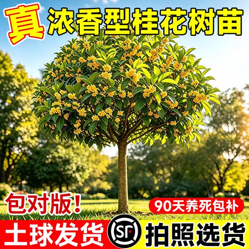 桂花树苗大树四季桂老桩庭院金桂八月桂室外种植别墅地栽花卉绿植