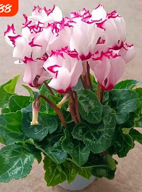 仙客来盆栽带花大花重瓣花卉植物室内花种球大盆阳台仙鹤来原生根