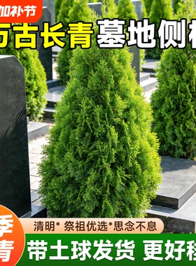 松柏树树苗苗四季常青柏树塔柏侧柏墓前道路绿化耐寒易活圆柏松树