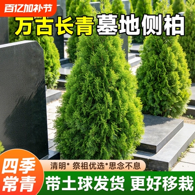 四季常青墓前树苗耐寒易活