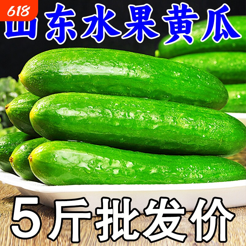 水果黄瓜生吃即食蔬菜脆新鲜青瓜荷兰当季无刺小黄瓜包邮农家自种