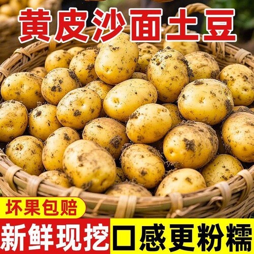 黄心土豆新鲜2026现挖黄皮新鲜现挖大个整箱大果粉糯农家自种