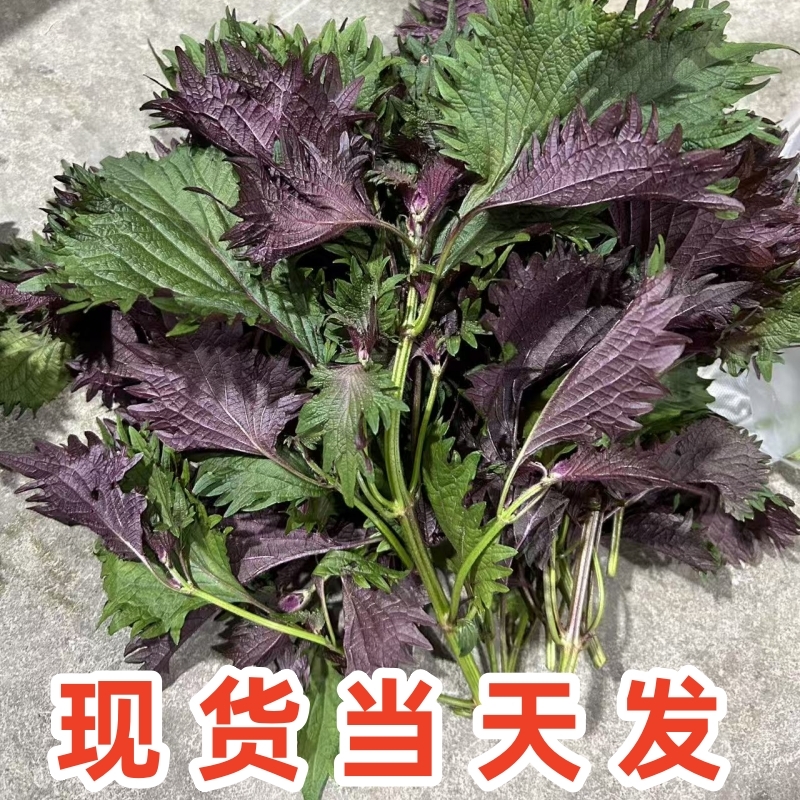广东鸡冠紫苏叶新鲜鲜现摘烹饪烤鱼炒螺海鲜去腥提鲜可使用新紫苏