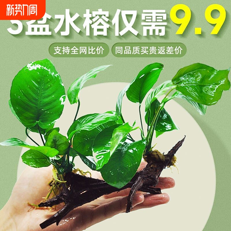 阴性水草植物真草净水懒人好养水榕沉木大叶榕皇冠鱼缸生态造景