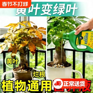 发财树植物营养液肥黄叶枯叶烂根幸福树富贵竹专用水培复活再生剂