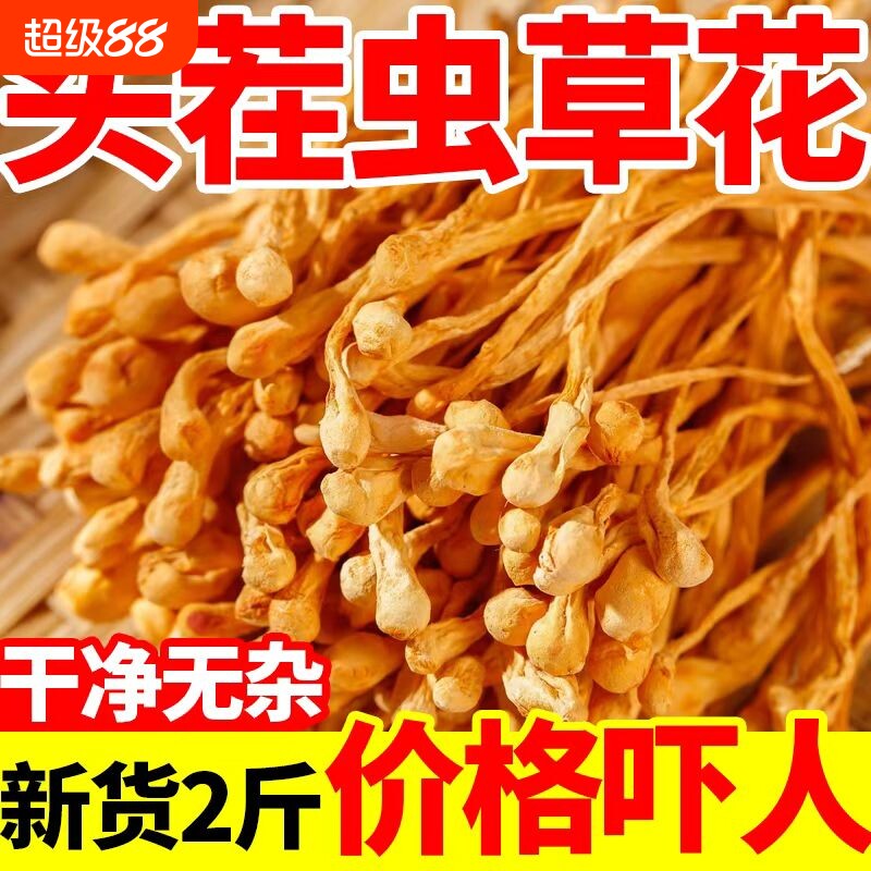 新货虫草花干货正品特级孢子头福建虫草蛹虫草优选野生煲汤材料
