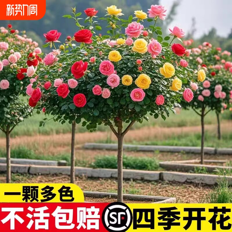 棒棒糖树桩月季花苗树状特大花朵四季开花卉植物庭院盆栽玫瑰树苗