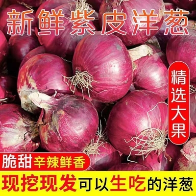 洋葱甜味生吃新鲜蔬菜不辣红皮大圆葱头批发正宗