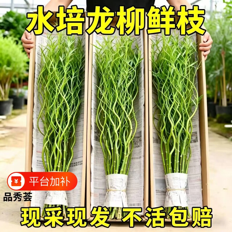 龙柳鲜枝水培植物雪柳干枝带花苞柳条枝客厅绿植花卉室内盆栽好养