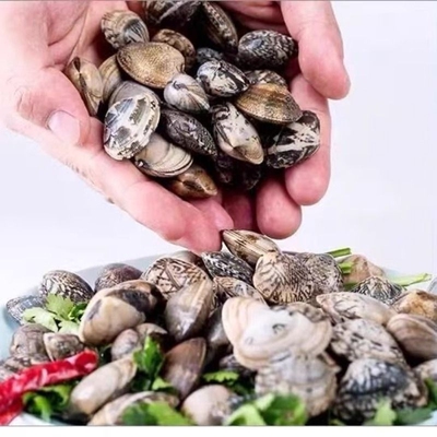 海鲜新鲜吐沙花甲鲜活花蛤蜊花蚬子杂色蛤蜊野生贝类商用批发锡纸
