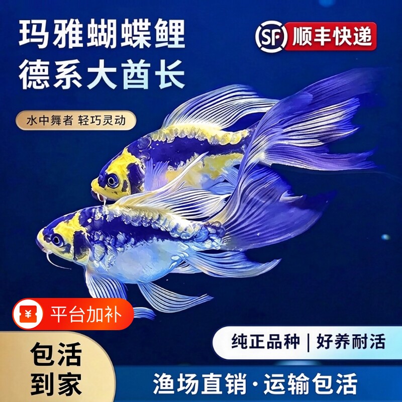 德系玛雅蝴蝶鲤大酋长球体长尾短身锦鲤冷水鱼耐活耐寒淡水观赏鱼