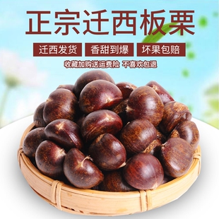 2025正宗迁西板栗生新鲜河北栗子大板栗唐山毛板栗燕山小油栗板粟