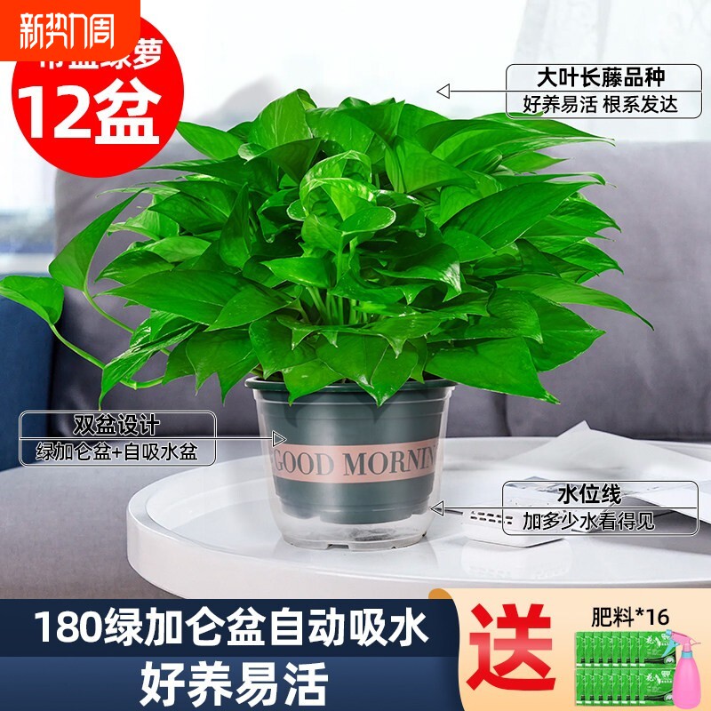 家用绿萝盆栽室内绿植花卉净化空气长藤绿箩植物水培吊兰客厅垂吊