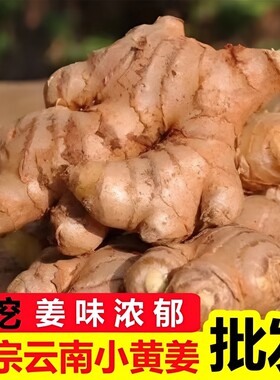 正宗云南新鲜小黄姜生姜仔姜当季新姜泡姜鲜姜农家现挖现发食用