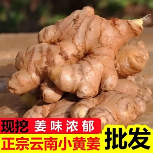 正宗云南新鲜小黄姜生姜仔姜当季新姜泡姜鲜姜农家现挖现发食用