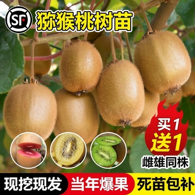 猕猴桃树果苗公母同株红心绿心黄心弥猴桃苗南方北方奇异果苗嫁接