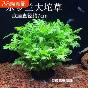 养鱼水罗兰坨草自带坨基造景阴性增氧净水后景新手水草植物好养活