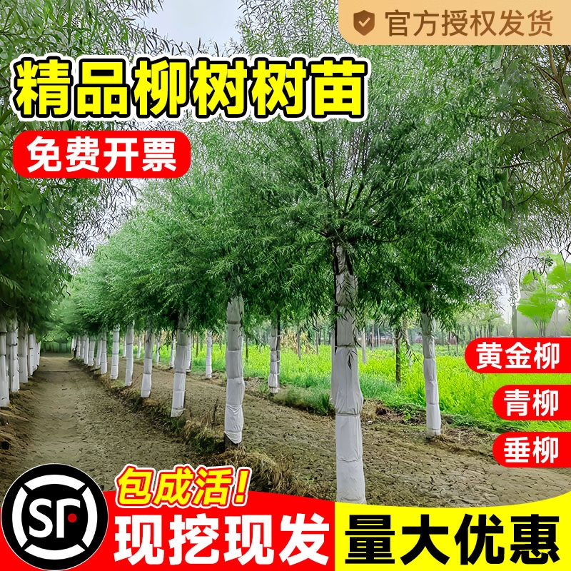 垂柳大树苗黄金柳树庭院绿化