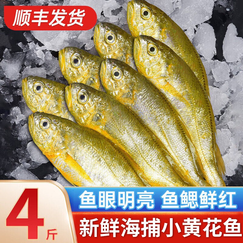 舟山小黄花鱼新货鲜冻冷冻烧烤冰鲜野生深海鲜活黄鱼整箱商用水产