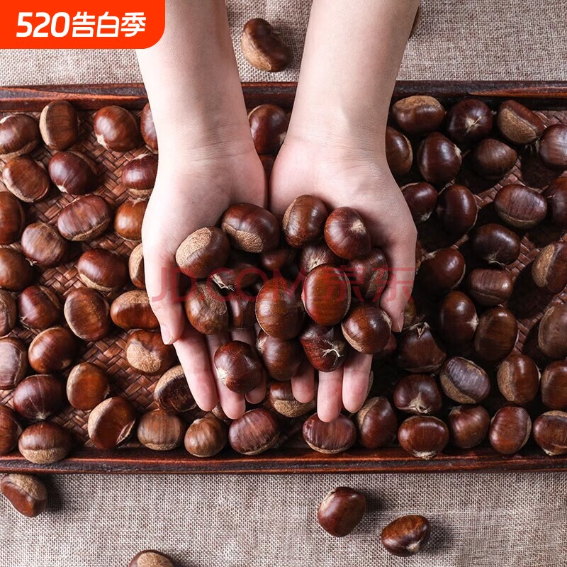 正宗迁西板栗带壳生板栗新鲜生栗子新鲜带皮板栗迁西野生大果