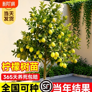 柠檬树树苗盆栽尤力克带果客厅绿植物带土带叶四季 老桩香水柠檬树
